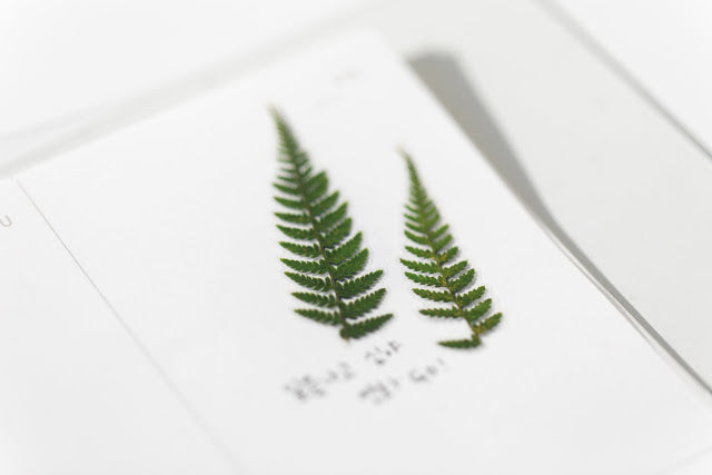 Appree Pressed Stickers- 003 Bracken - Smidapaper Ikigai Shop